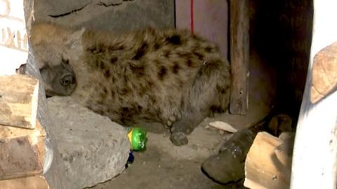 A hyena in a shop