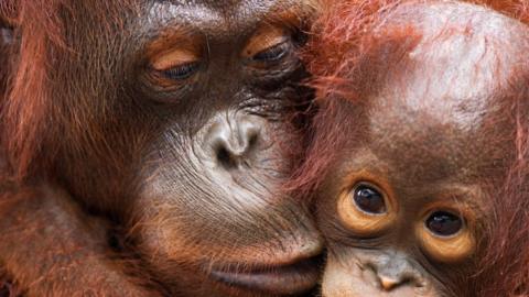 orangutan mother and baby