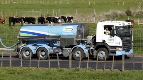 Fonterra milk tanker drives past dairy cows as it arrives at Fonterra"s Te Rapa plant near Hamilton, New Zealand, in this 6 August 2013 file photo