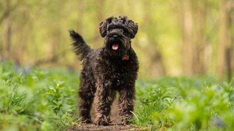 Wilma the min schnauzer