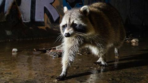 Raccoon at night in an urban area