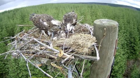 Four chicks on Nest 1A