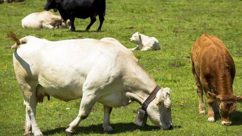 Grazing cows