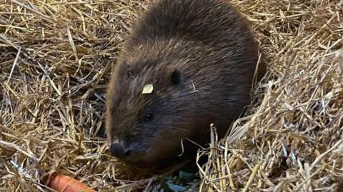 A young brown beaver sat in a mound of hay with a carrot in front of her and a small leaf on her head.