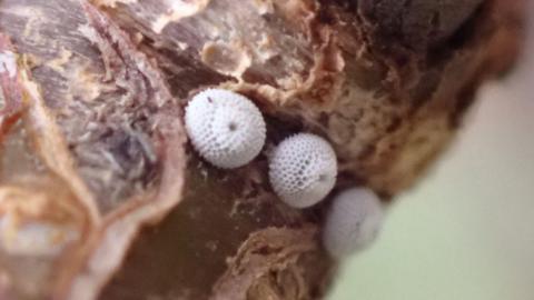 Brown hairstreak butterfly eggs