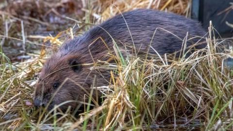 A beaver being released in Cairngorms last year