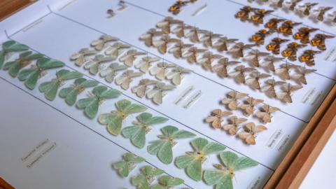 Moths from the National Museums Scotland's collection, which will be digitised as part of the Distributed System of Scientific Collections UK (DiSSCo UK) Project
