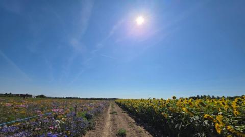 A dirt path between wildflowers and sunflowers beneath a bright blue summer sky in Titchfield, Hampshire