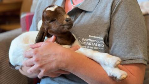 A brown and white baby goat, known as a kid, in the arms of the breeder. 