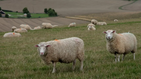 A field of sheep. Two sheep are looking directly at the camera in the foreground. Others are standing or lying in the background. The grass is quite short and has a gentle slope. A cereal crop on a steeper slope is visible in the background.