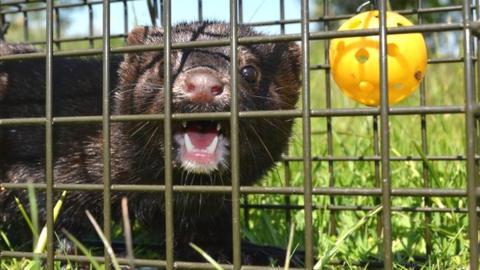 A captured mink