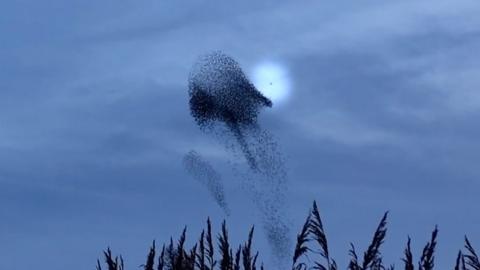 Murmuration attacked by peregrine falcon