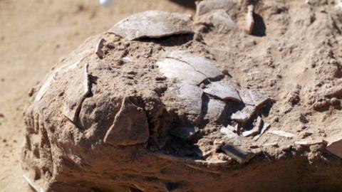 Remains of 4,000-year-old ostrich egg found at a prehistoric camp site in Israel's Negev region