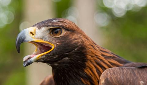 A close-up image of a golden eagle