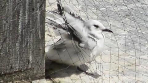 Netting used to stop nesting on buildings is harming Newcastle's kittiwake colony