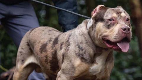 The XL bully, Toretto, on a lead staring forward.