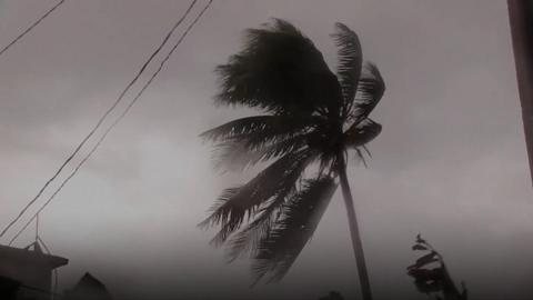 Tree blown by the wind