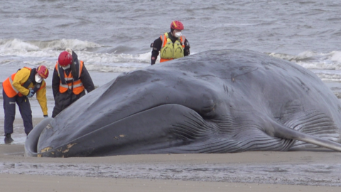 Members of the British Divers Marine Life Rescue examining a dead whale on a beach