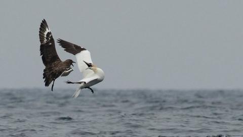 Skua versus gannet