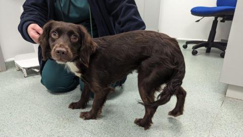 A frightened looking brown Spaniel puppy
