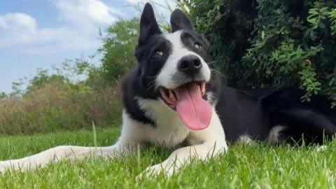A black-and-white border collie Scott lying on the grass in the sunshine, with his tongue hanging out. He is looking at the camera.