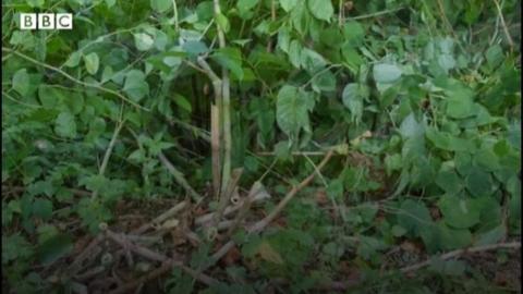 Japanese knotweed