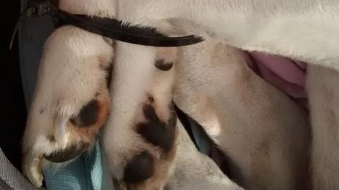 The dog's legs bound with cable ties