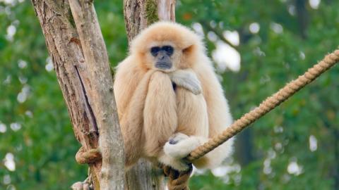 Lar gibbon