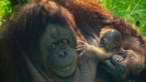 Critically endangered Bornean orangutans