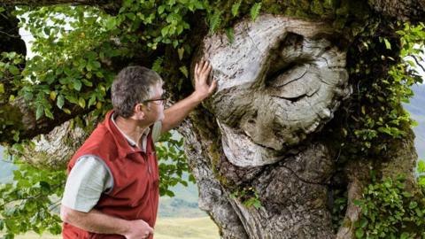 Tree called the Last Ent of Affric