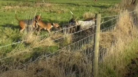 Dogs attempt to maul a deer