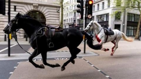 A black horse and a white horse run free in central London