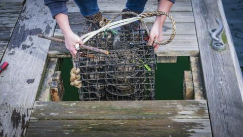 oyster nursery going in to the water