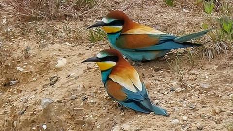 Bee-eaters in Norfolk
