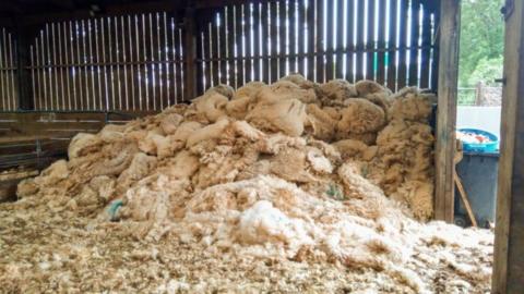 Fleeces in barn