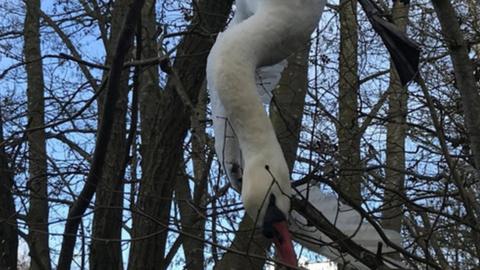 Upside down swan