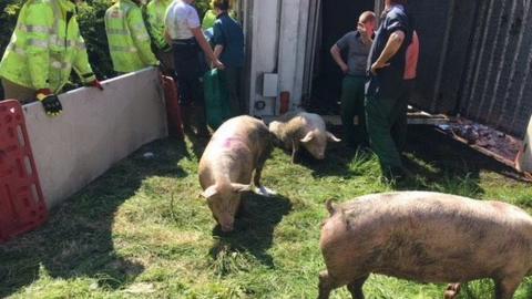 Several pigs being taken out of the overturned lorry