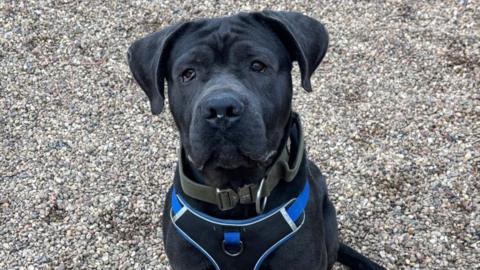 A black dog wearing a blue strapped-harness. It is looking at the camera, with gravel on the ground in the background. 