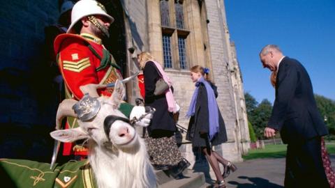 Shenkin the goat at Cardiff Castle in March 2000