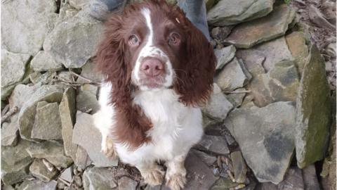 stolen spaniel Bella