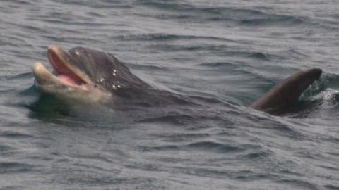 Dolphin off coast of Isle of Man