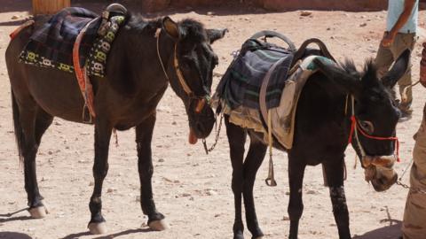 Two donkeys at Petra, one of which Peta says has a tongue sticking out due to neurological disorder