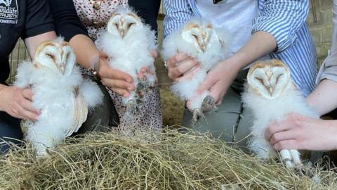 Four owlets
