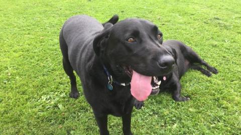 Two black Labradors on Pontcanna fields