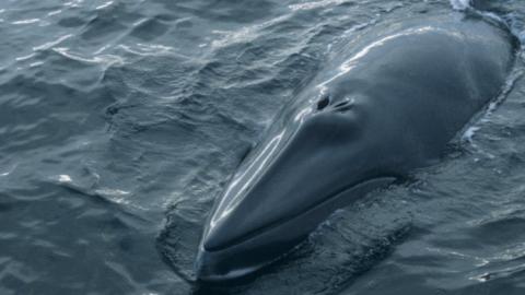 Minke whale