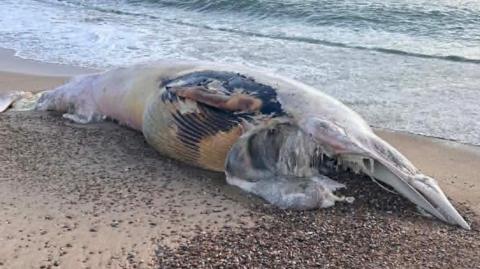The body of a deceased whale is on sand and shingle on a beach. The sea can be seen lapping at the shore behind the whale.