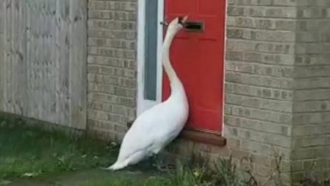 Swan knocking on door