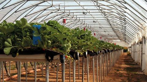 Table-top strawberry growing at S&A Produce