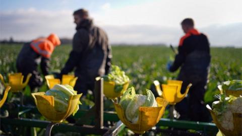 Cauliflowers being harvested