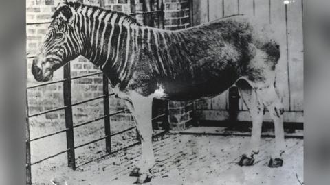 The quagga was part-zebra, part-horse and is now extinct
